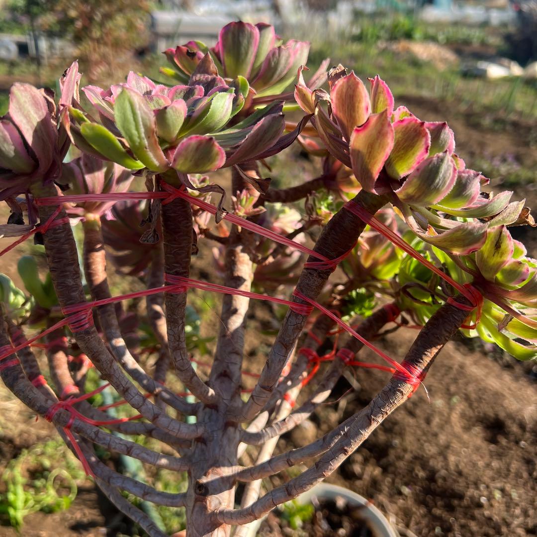 アエオニウム 蛍火粉黛花颜カット苗20頭（群生株）