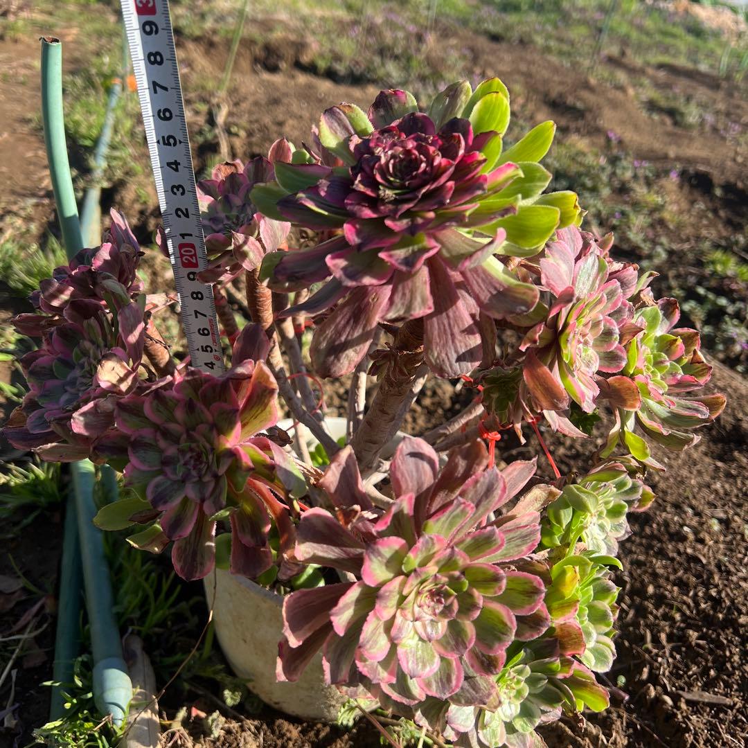 アエオニウム 蛍火粉黛花颜カット苗20頭（群生株）