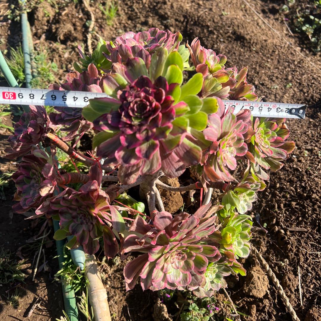 アエオニウム 蛍火粉黛花颜カット苗20頭（群生株）