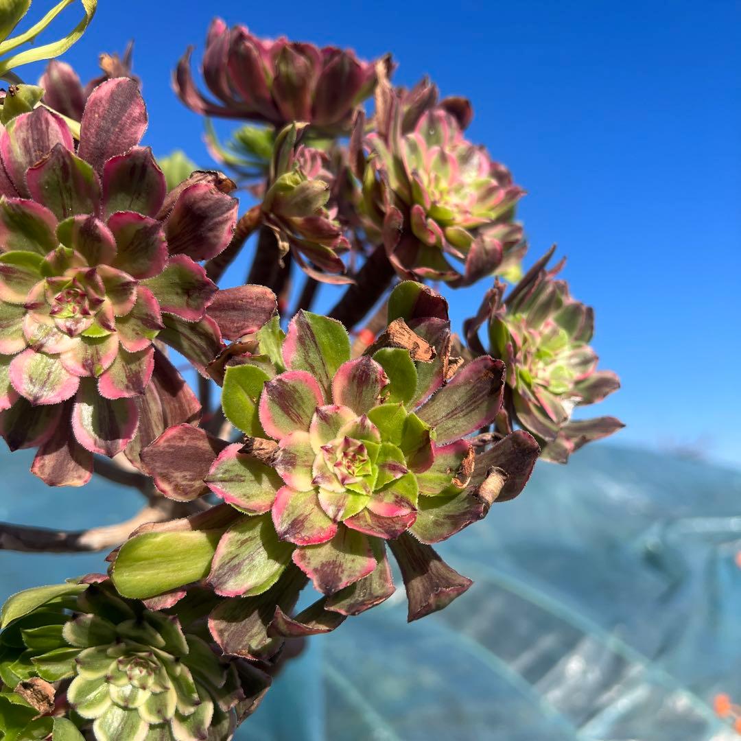 アエオニウム 蛍火粉黛花颜カット苗20頭（群生株）