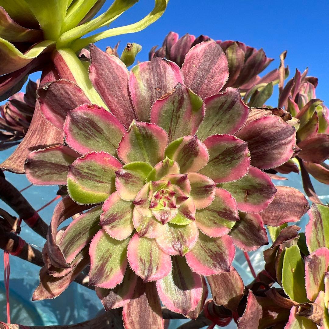 アエオニウム 蛍火粉黛花颜カット苗20頭（群生株）