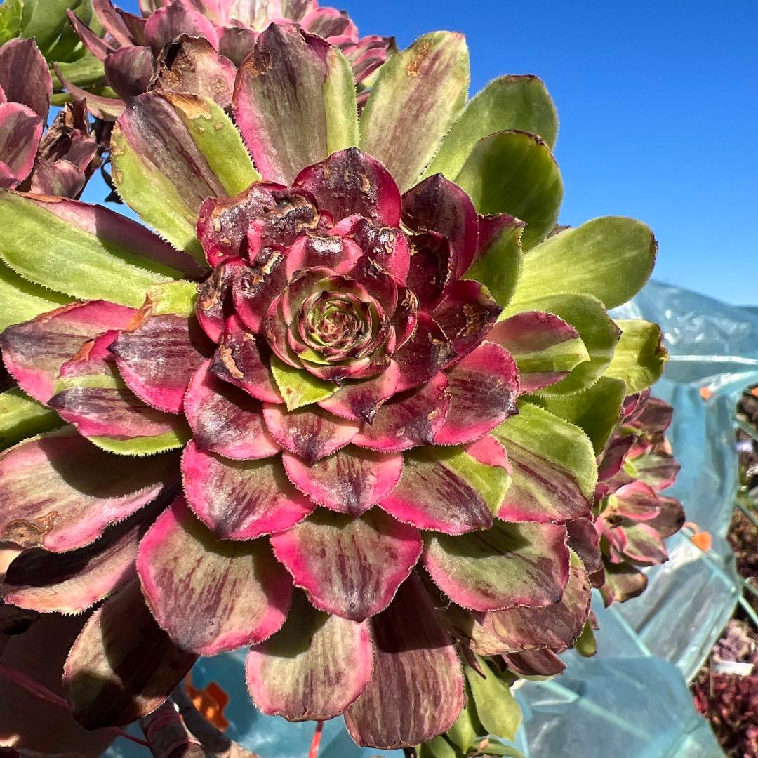 アエオニウム 蛍火粉黛花颜カット苗20頭（群生株）