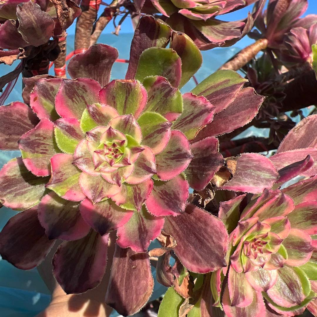 アエオニウム 蛍火粉黛花颜カット苗20頭（群生株）