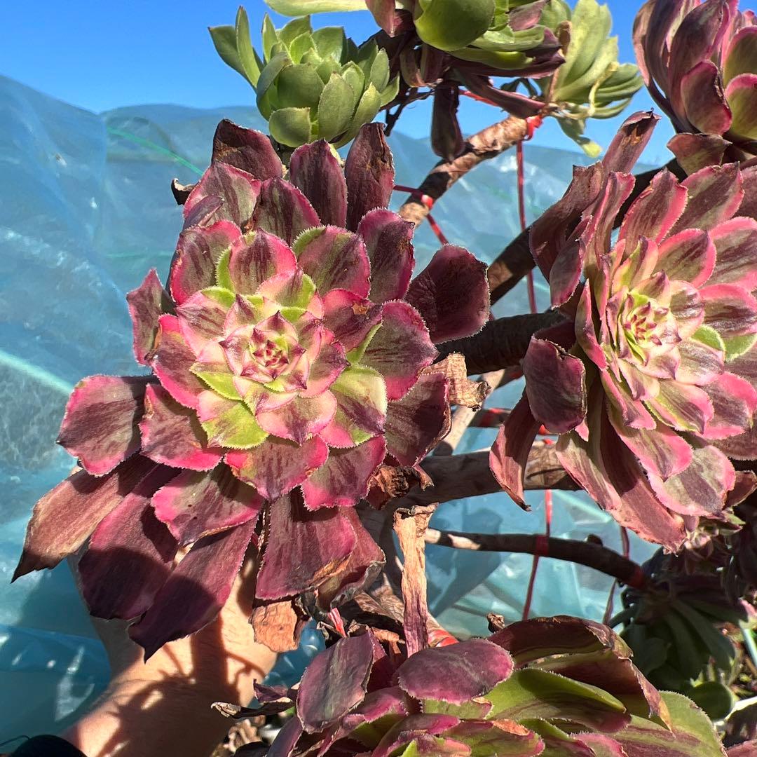 アエオニウム 蛍火粉黛花颜カット苗20頭（群生株）