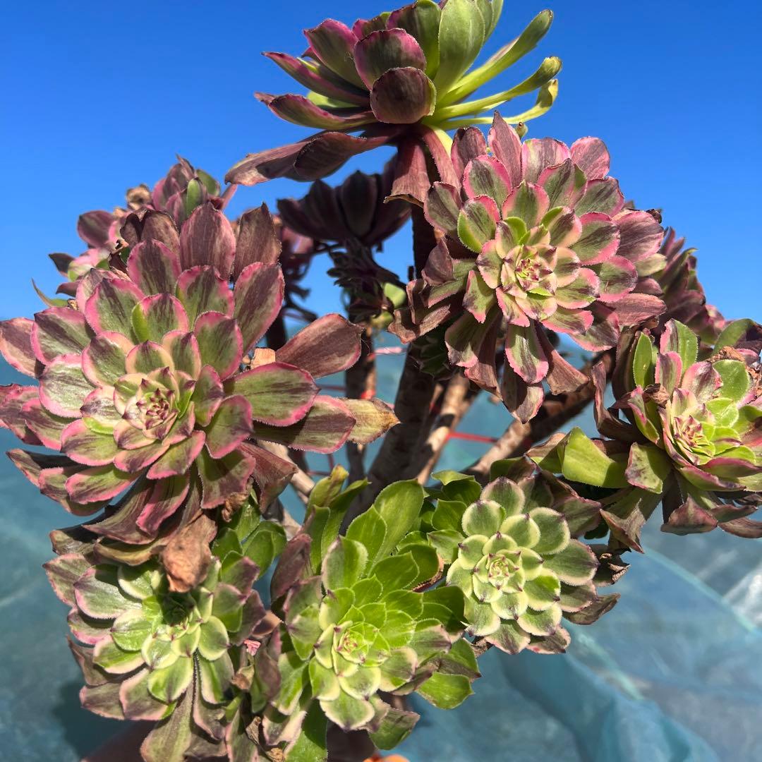 アエオニウム 蛍火粉黛花颜カット苗20頭（群生株）