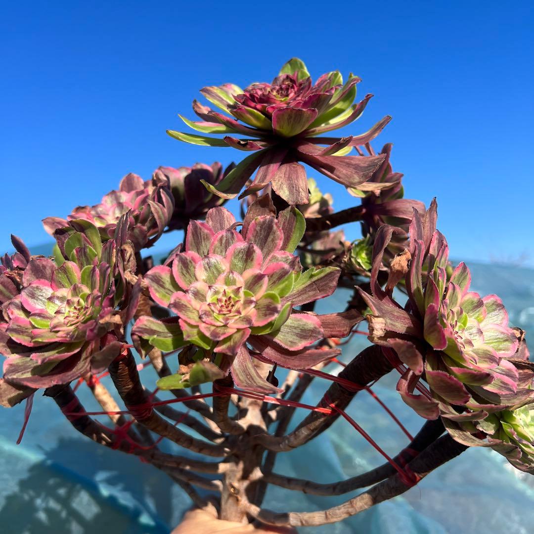 アエオニウム 蛍火粉黛花颜カット苗20頭（群生株）