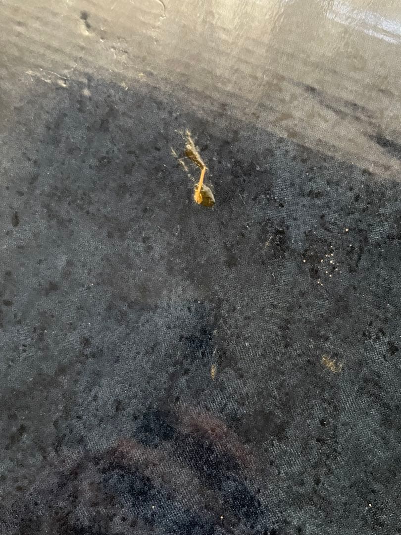 【新品】ロイヤルコペンハーゲン ブルーフルーテッド ハーフレース プレート 27