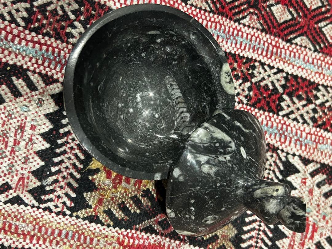 オルソセラス ゴニアタイト 化石 デボン紀石灰岩 小物入れ