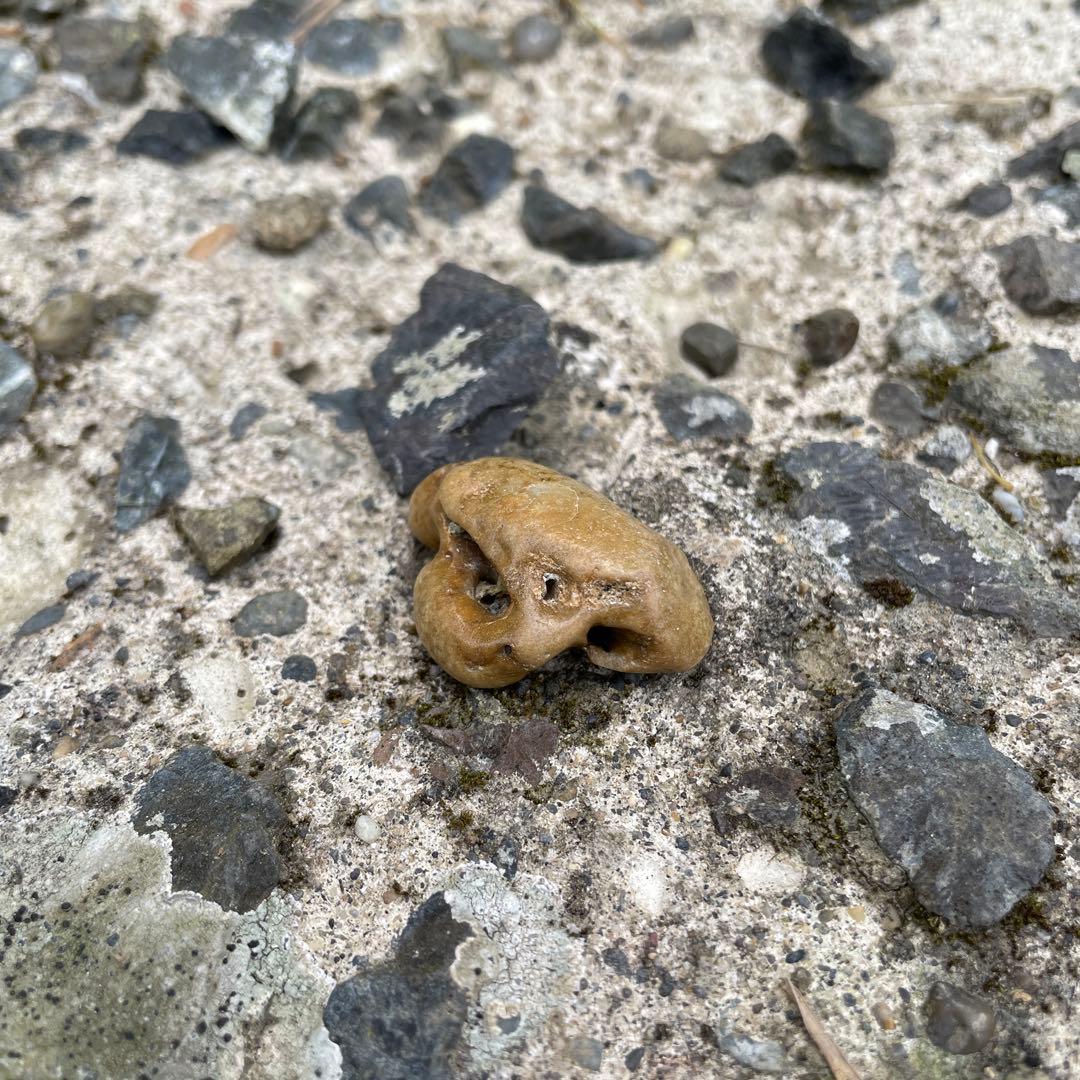 イルカの耳骨　化石