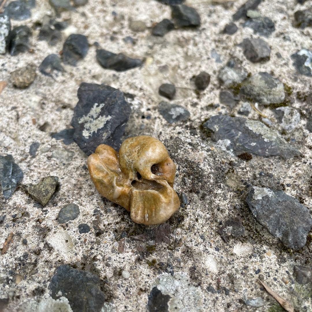 イルカの耳骨　化石