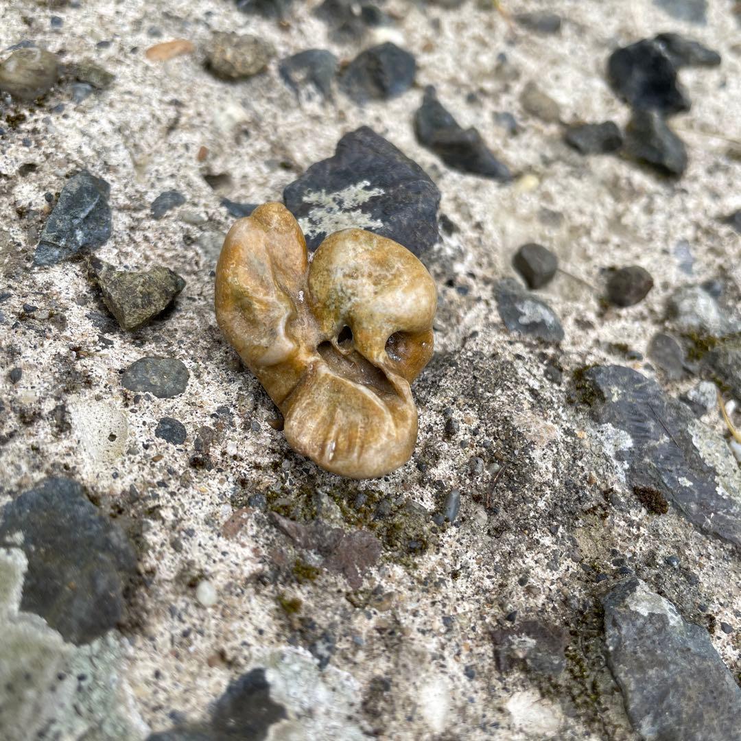 イルカの耳骨　化石