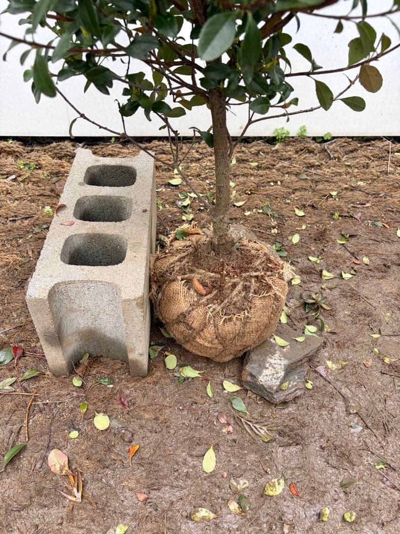 ヒメシャリンバイ　スタンダード　153