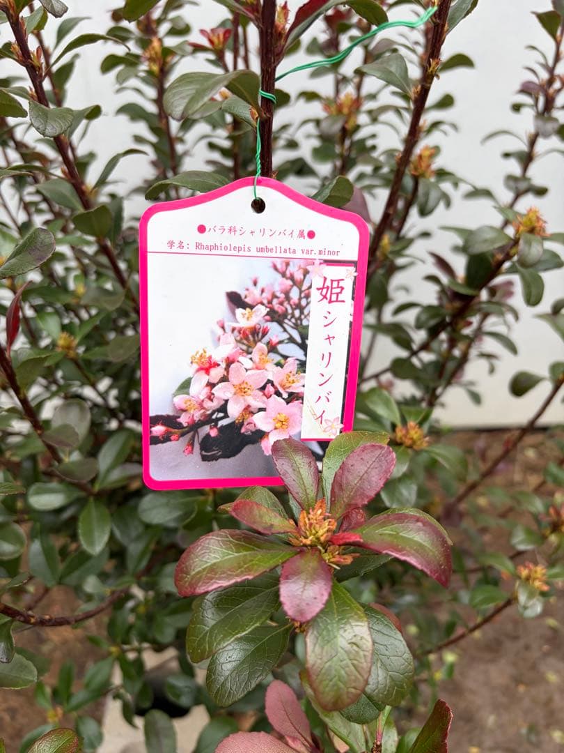 ヒメシャリンバイ　スタンダード　153