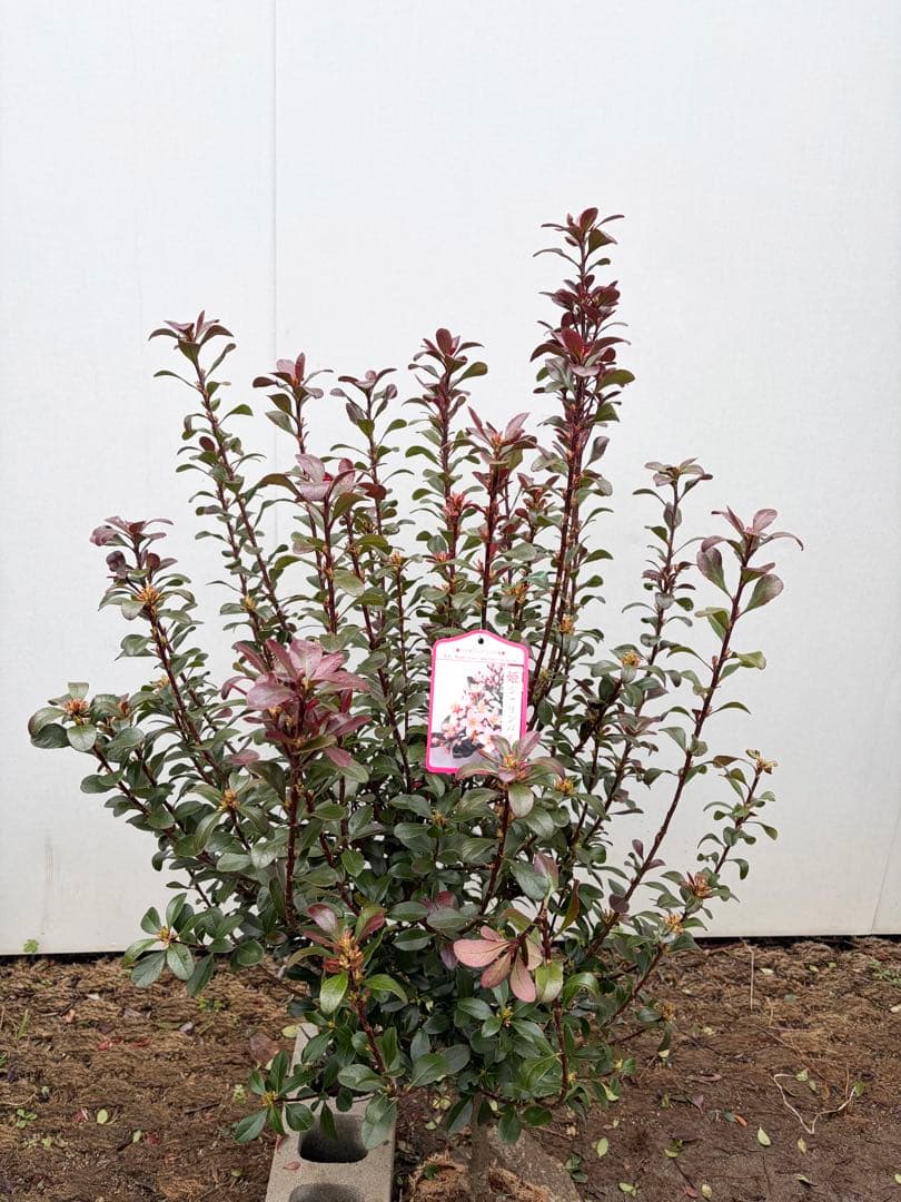 ヒメシャリンバイ　スタンダード　153