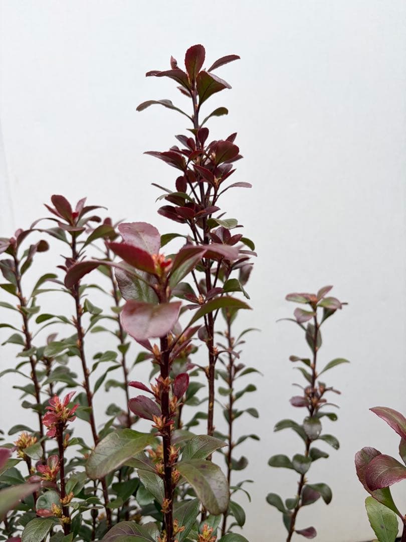 ヒメシャリンバイ　スタンダード　153