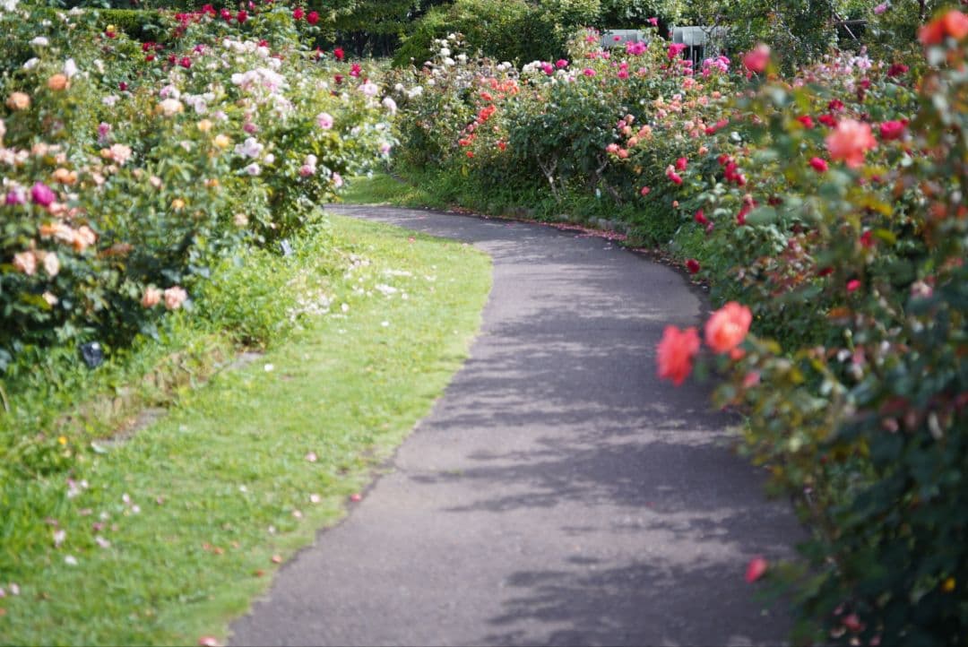 【分解清掃済】CONTAX S-Planar 60mm f2.8 Pフィルター付