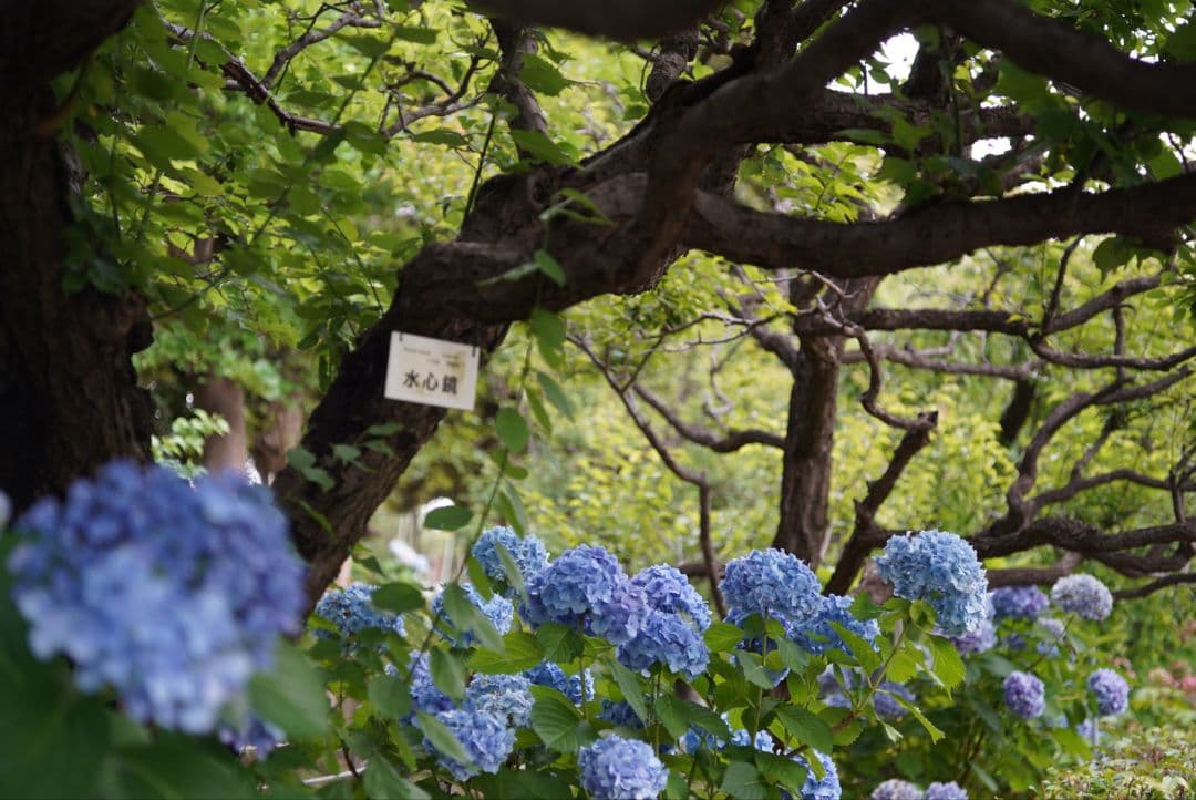 【分解清掃済】CONTAX S-Planar 60mm f2.8 Pフィルター付