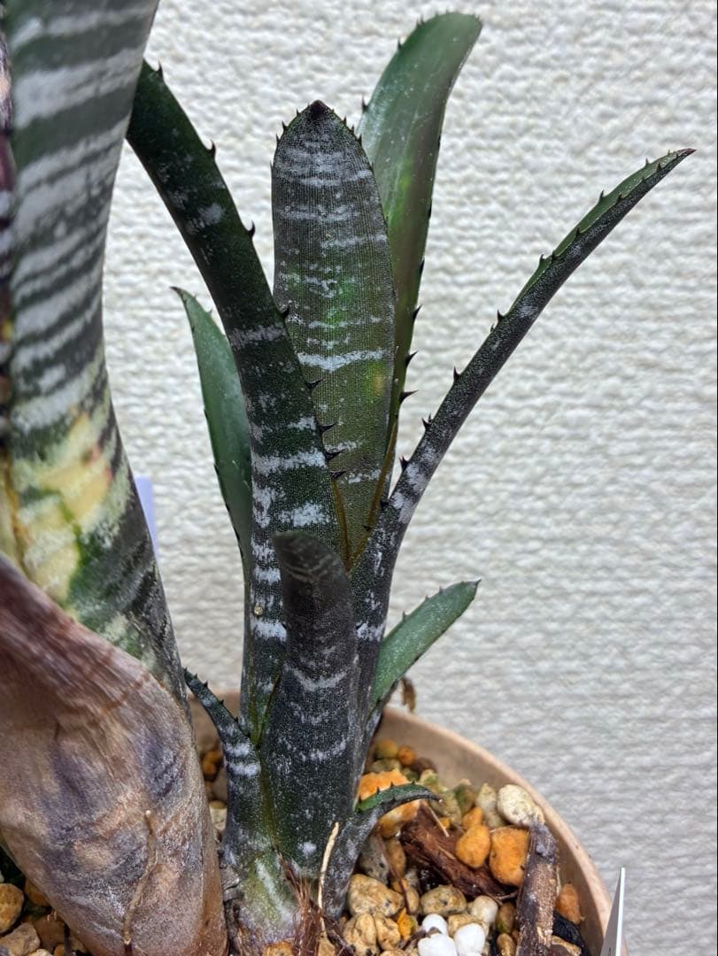 M*e様 B. 'Domingos Martins' Original Clon