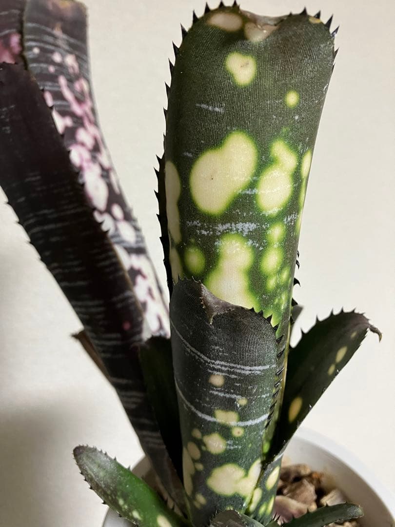 M*e様 B. 'Domingos Martins' Original Clon