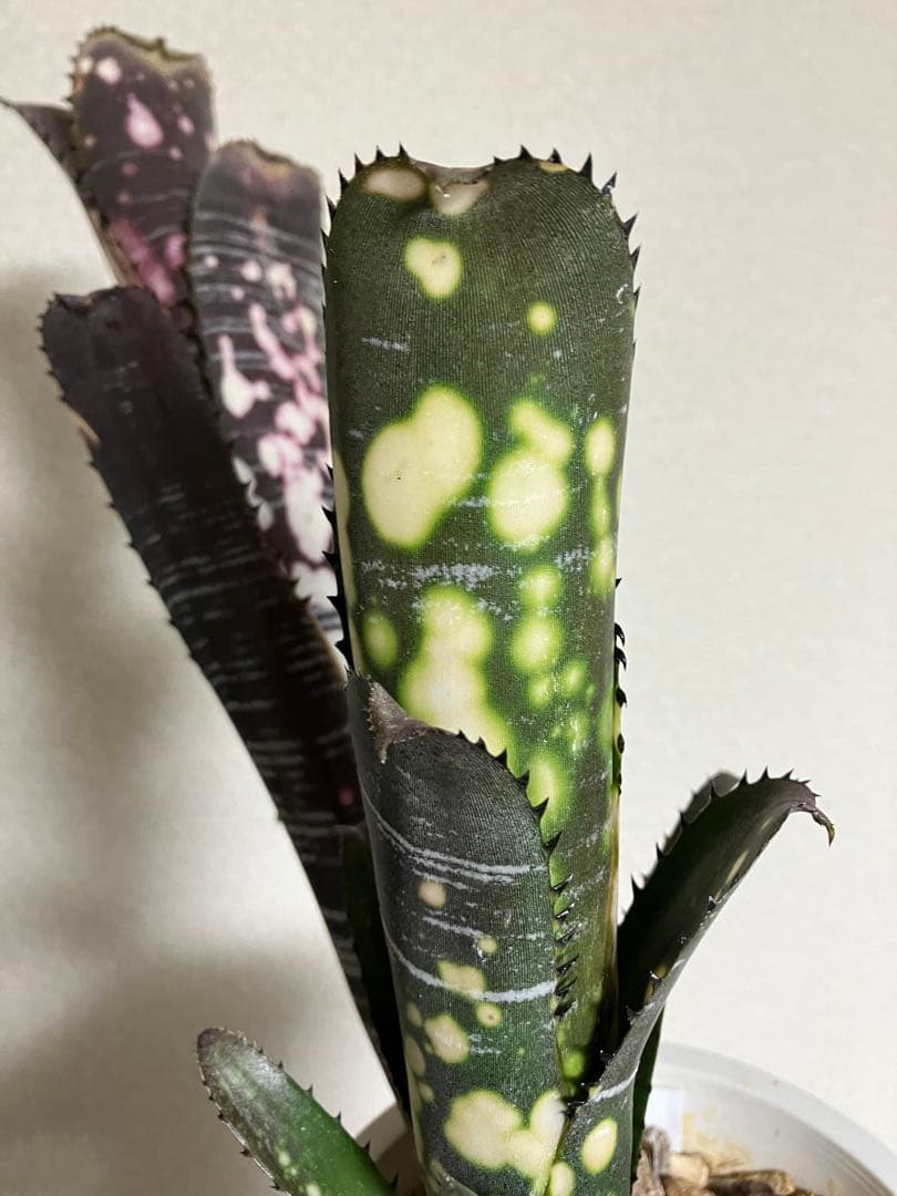 M*e様 B. 'Domingos Martins' Original Clon