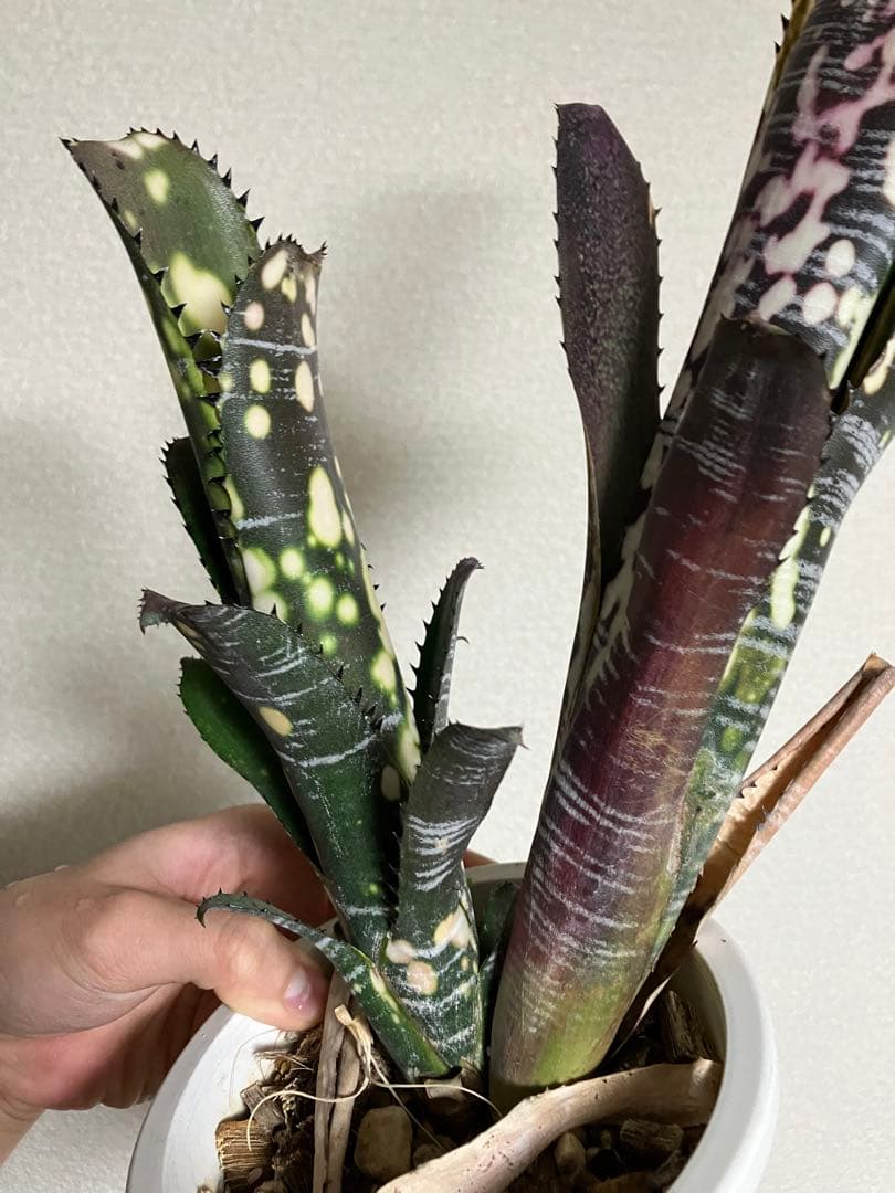 M*e様 B. 'Domingos Martins' Original Clon