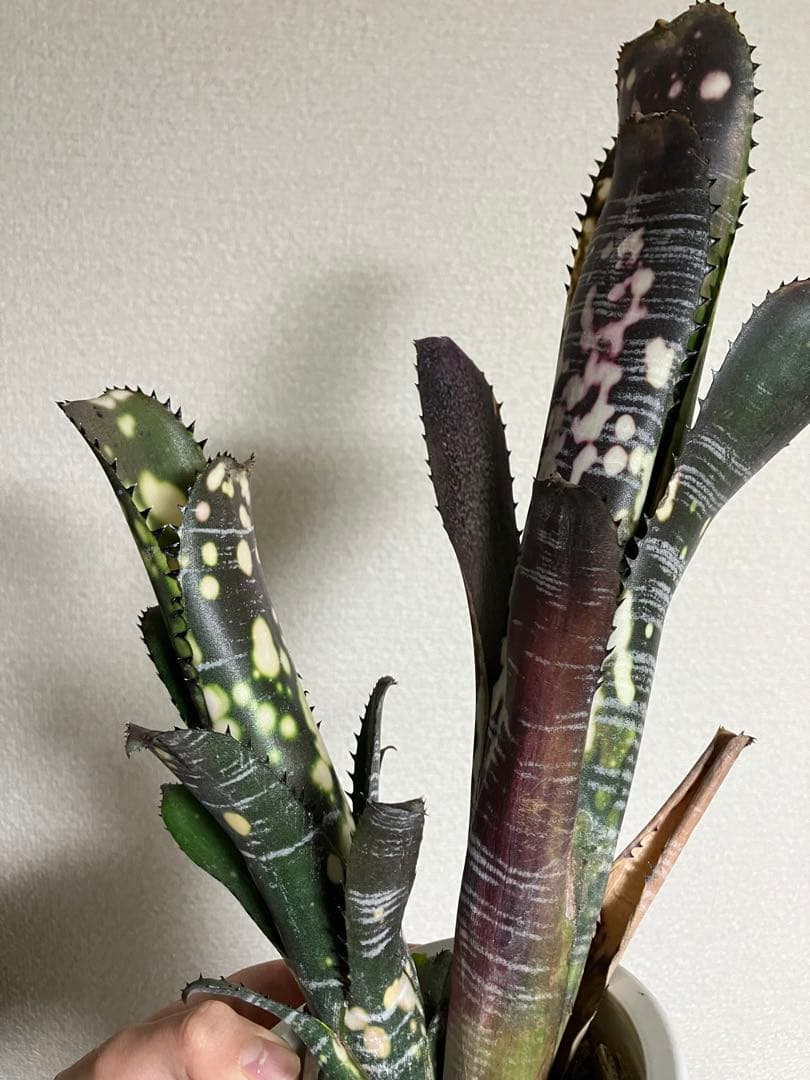 M*e様 B. 'Domingos Martins' Original Clon