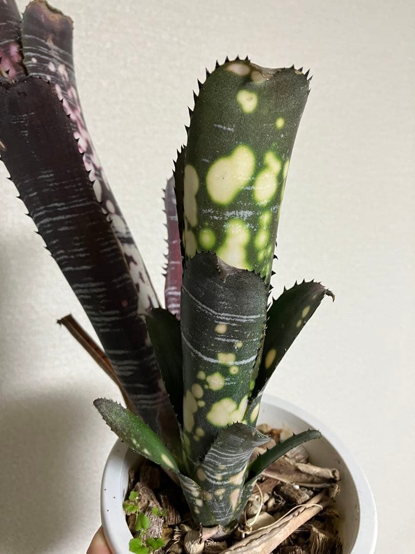 M*e様 B. 'Domingos Martins' Original Clon