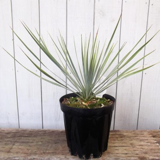 現物「ユッカ・ロストラータ」７号　Yucca rostrata