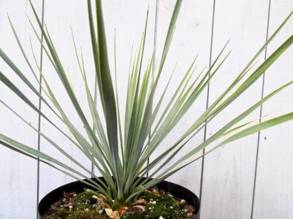 現物「ユッカ・ロストラータ」７号　Yucca rostrata