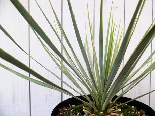 現物「ユッカ・ロストラータ」７号　Yucca rostrata