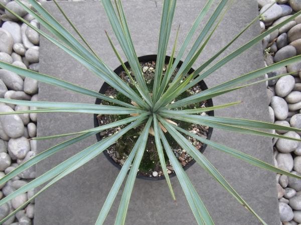 現物「ユッカ・ロストラータ」７号　Yucca rostrata