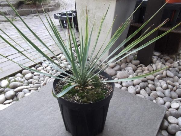 現物「ユッカ・ロストラータ」７号　Yucca rostrata