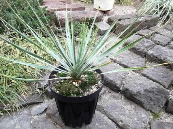 現物「ユッカ・ロストラータ」７号　Yucca rostrata