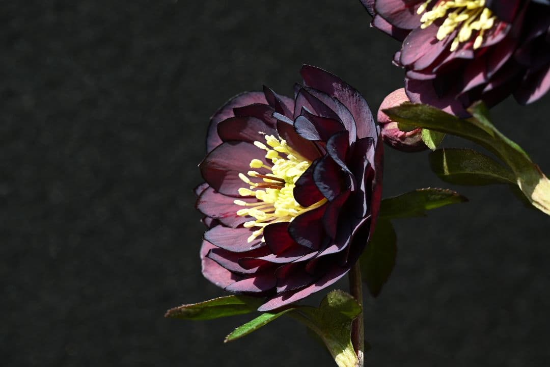 クリスマスローズ　多弁系ダークパープル　加藤農園