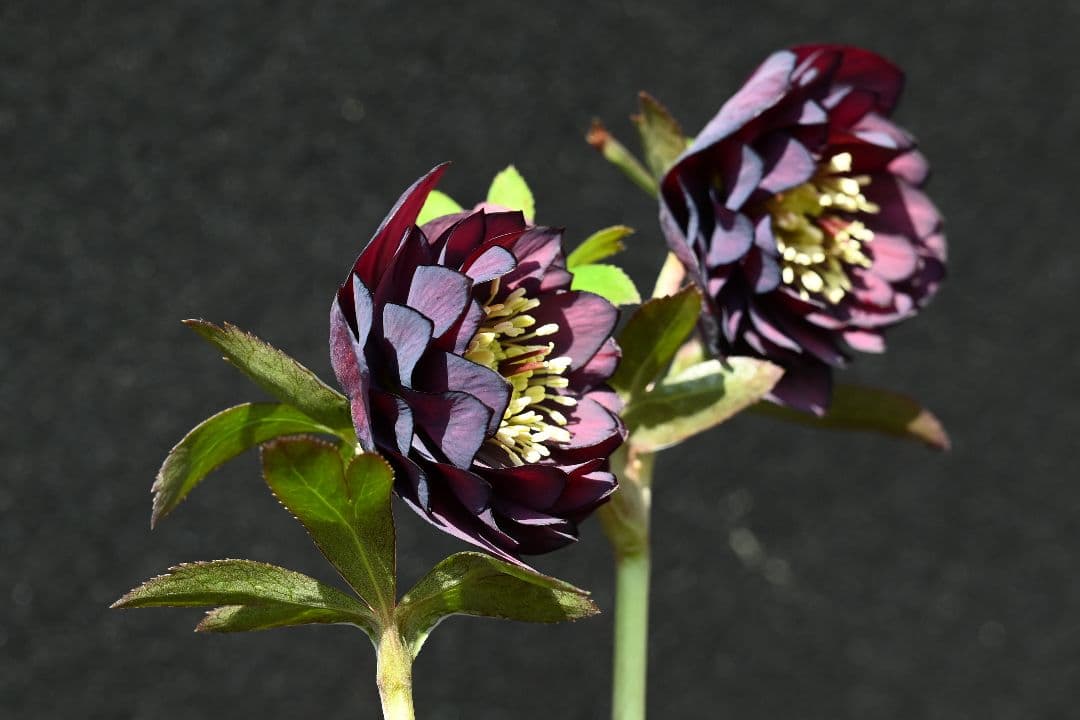 クリスマスローズ　多弁系ダークパープル　加藤農園