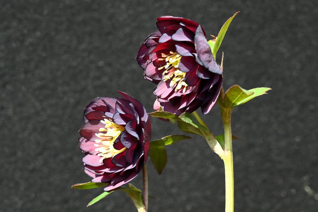 クリスマスローズ　多弁系ダークパープル　加藤農園