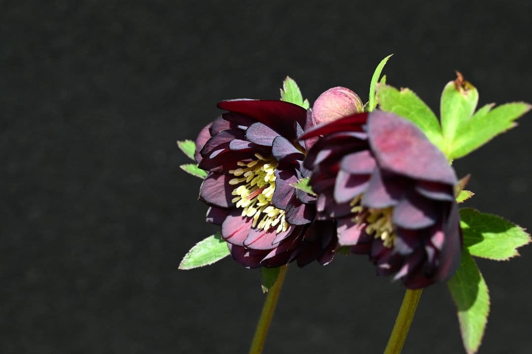 クリスマスローズ　多弁系ダークパープル　加藤農園