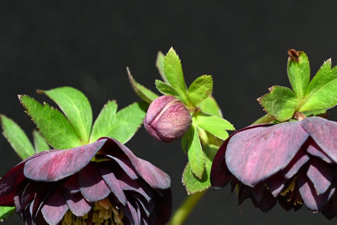 クリスマスローズ　多弁系ダークパープル　加藤農園