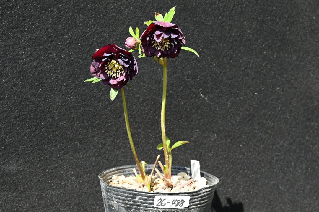 クリスマスローズ　多弁系ダークパープル　加藤農園