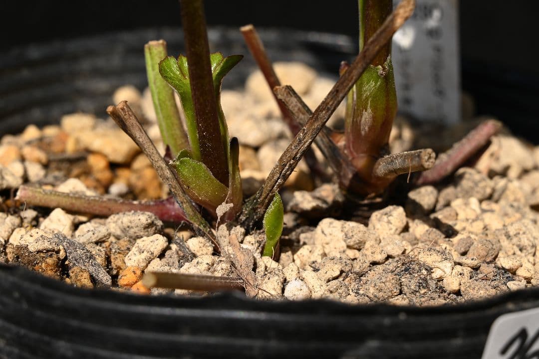 クリスマスローズ　多弁系ダークパープル　加藤農園