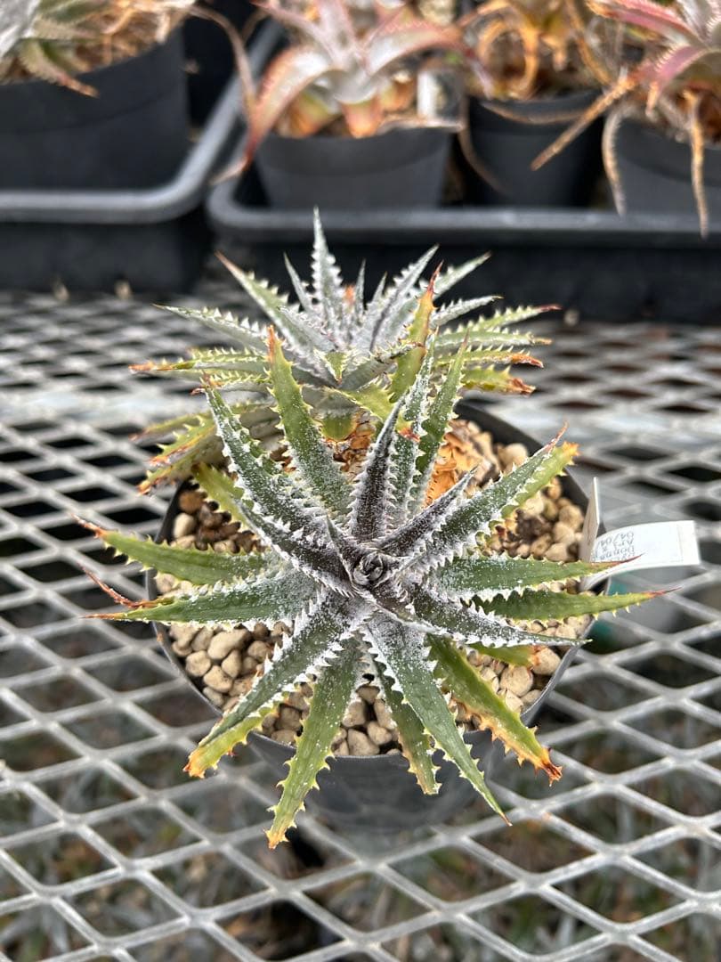DBディッキア Dyckia Arizona x BS small #118 ⑶