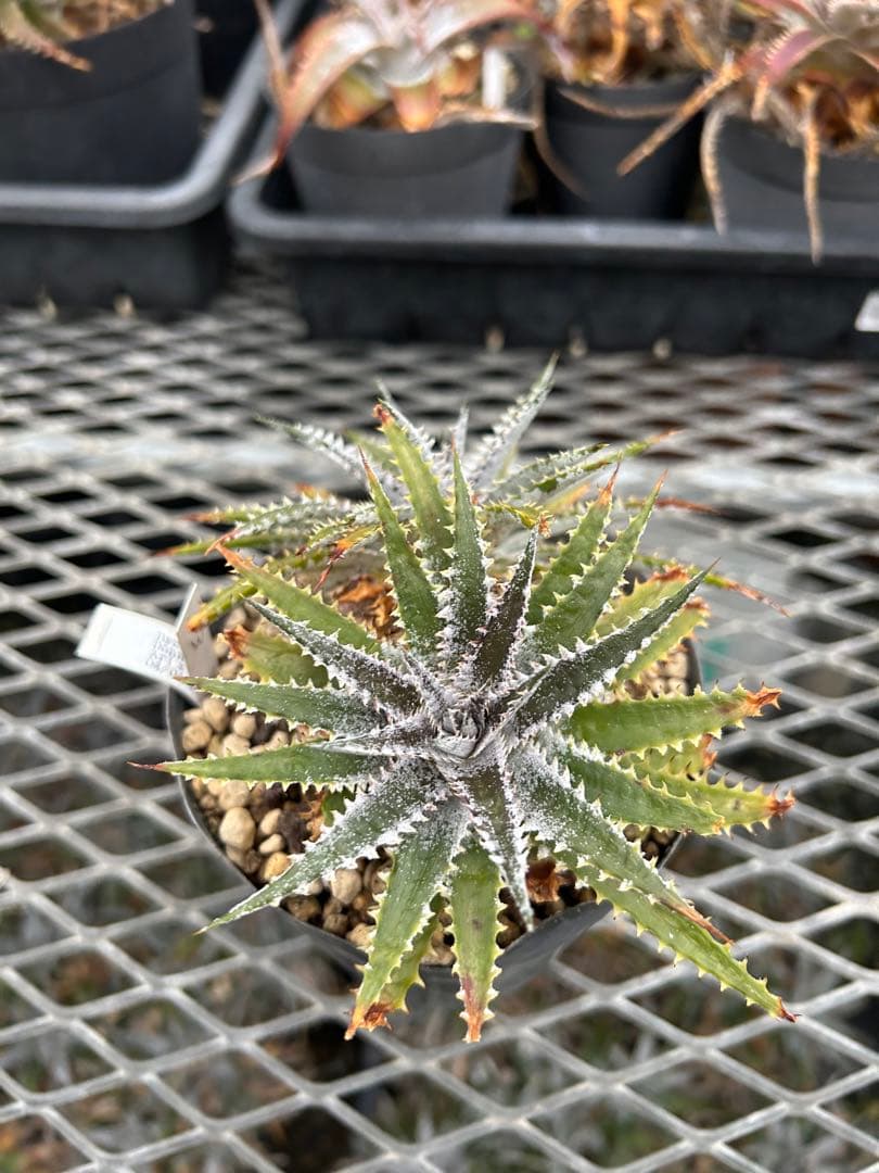 DBディッキア Dyckia Arizona x BS small #118 ⑶