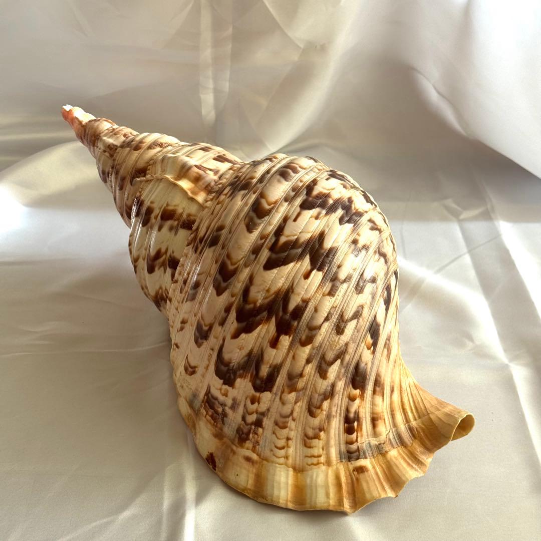 お値下げ　ホラガイ　法螺貝 超特大 約38cmホラ貝 ほら貝 インテリア　置物