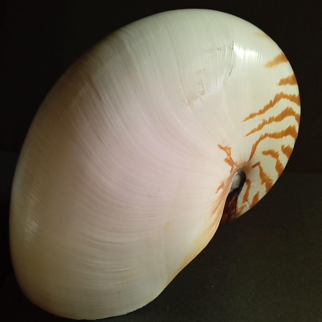 骨格　標本　貝殻　オウムガイ　古生物　ノーチラス