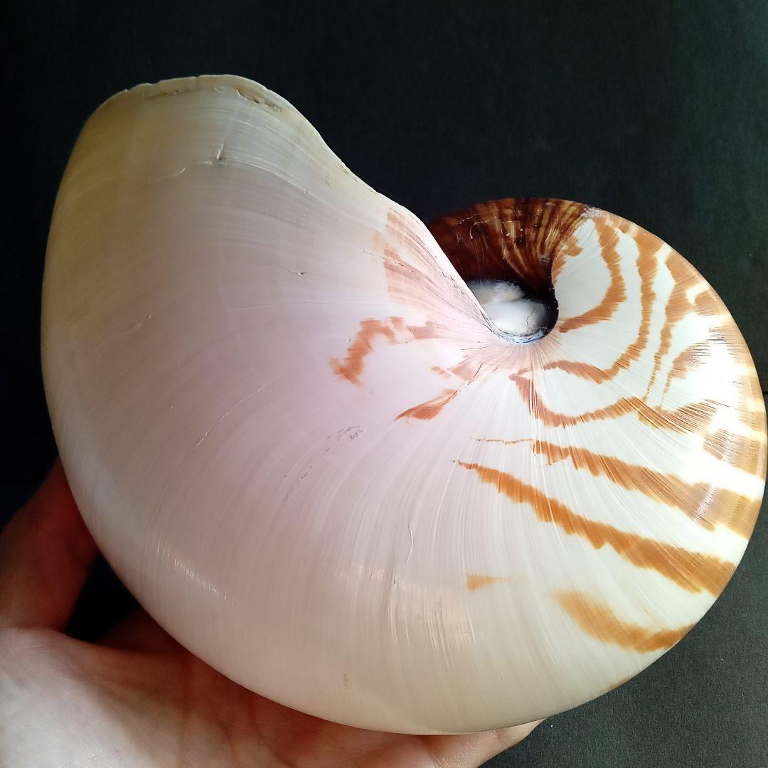 骨格　標本　貝殻　オウムガイ　古生物　ノーチラス