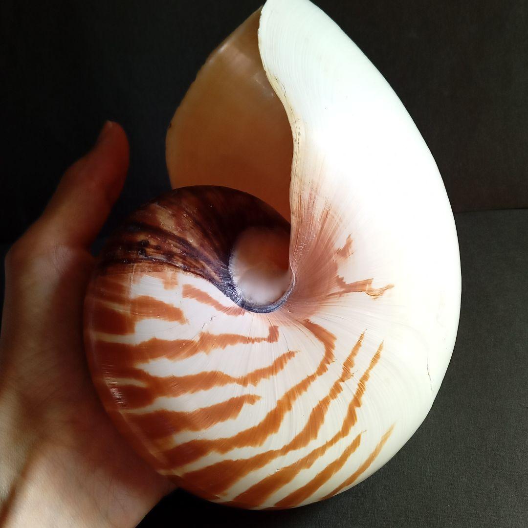 骨格　標本　貝殻　オウムガイ　古生物　ノーチラス