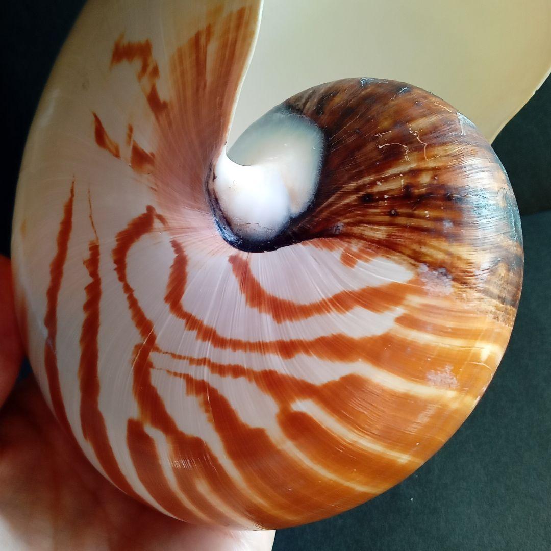 骨格　標本　貝殻　オウムガイ　古生物　ノーチラス