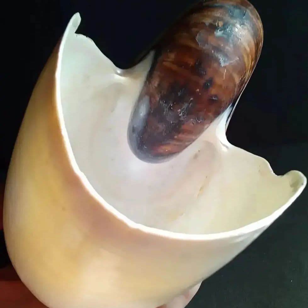 骨格　標本　貝殻　オウムガイ　古生物　ノーチラス