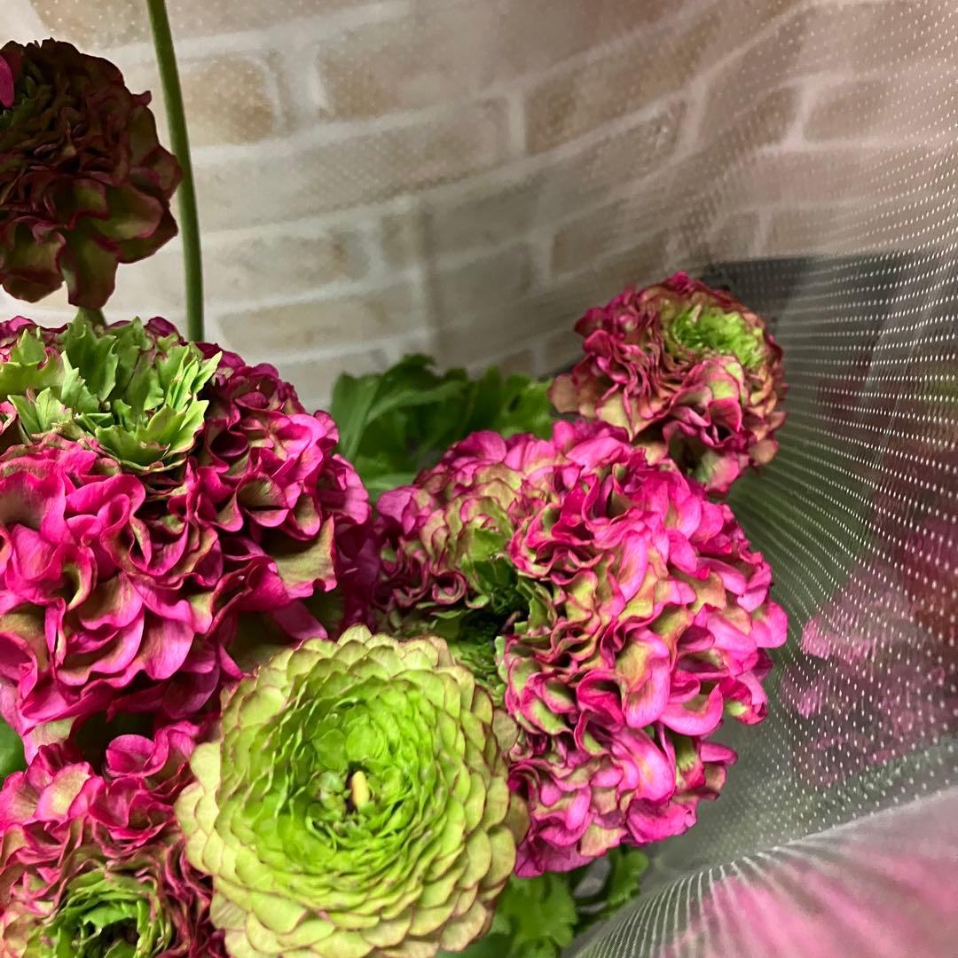 ラナンキュラス ポンポン アラジン 6号鉢 鉢花 球根