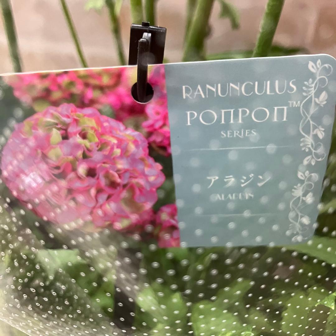 ラナンキュラス ポンポン アラジン 6号鉢 鉢花 球根